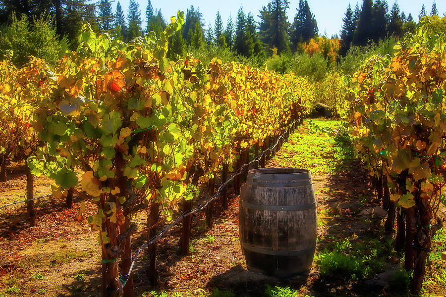 Wine Barrel In Autumn Vinyards Photograph by Garry Gay