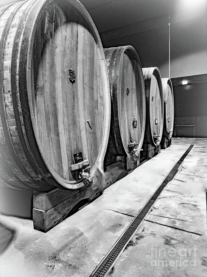 Wine Barrels in Black and White  Photograph by William Norton