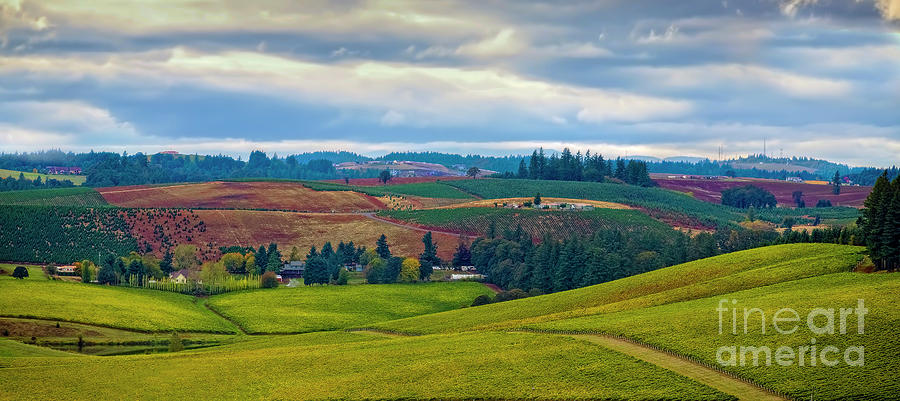 Wine Country Photograph by Jon Burch Photography