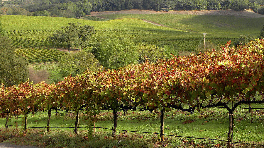 Wine Country Photograph by Kerry Obrist