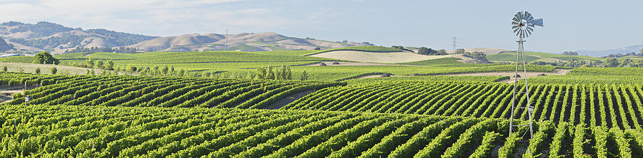 Wine Country Panorama Photograph by S. Greg Panosian