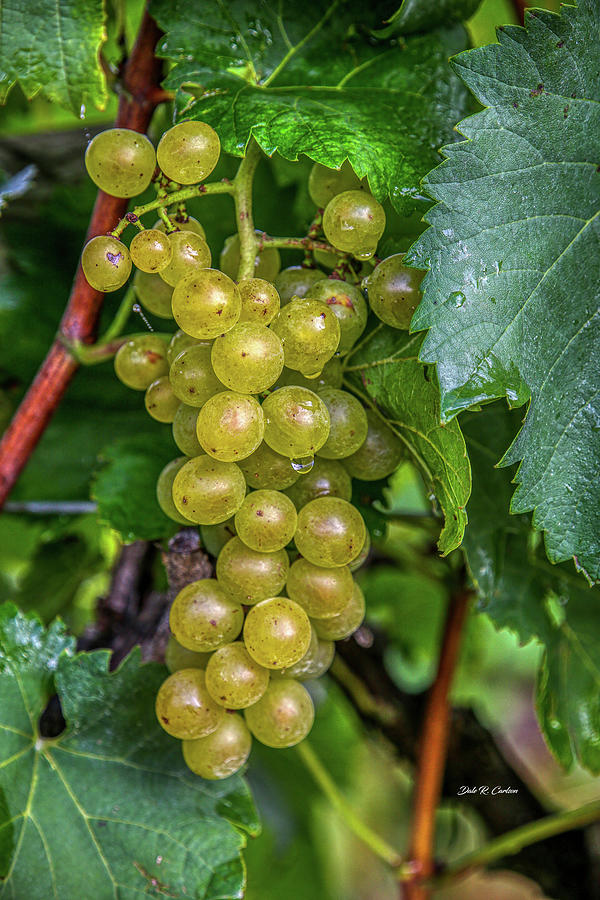 Wine Dew Photograph by Dale R Carlson