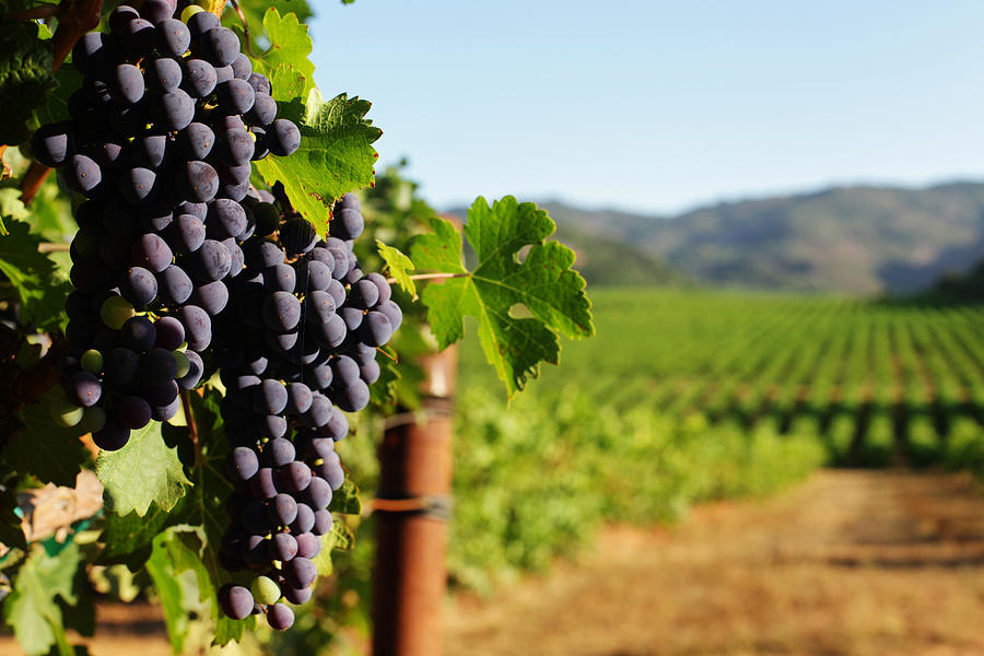 Wine Grape bunches overlooking vineyard in sunny valley Photograph by Donald_gruener
