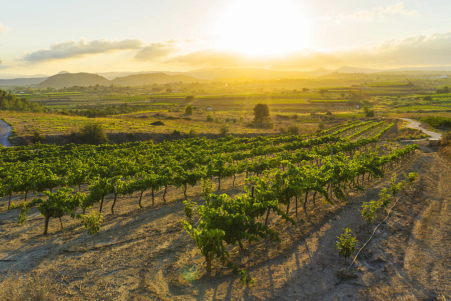 Wine grape farming field Photograph by Carles Rodrigo