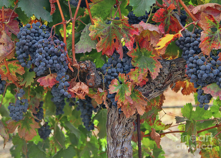 Wine Grape Vineyard Autumn Harvest Photograph by Stephanie Laird