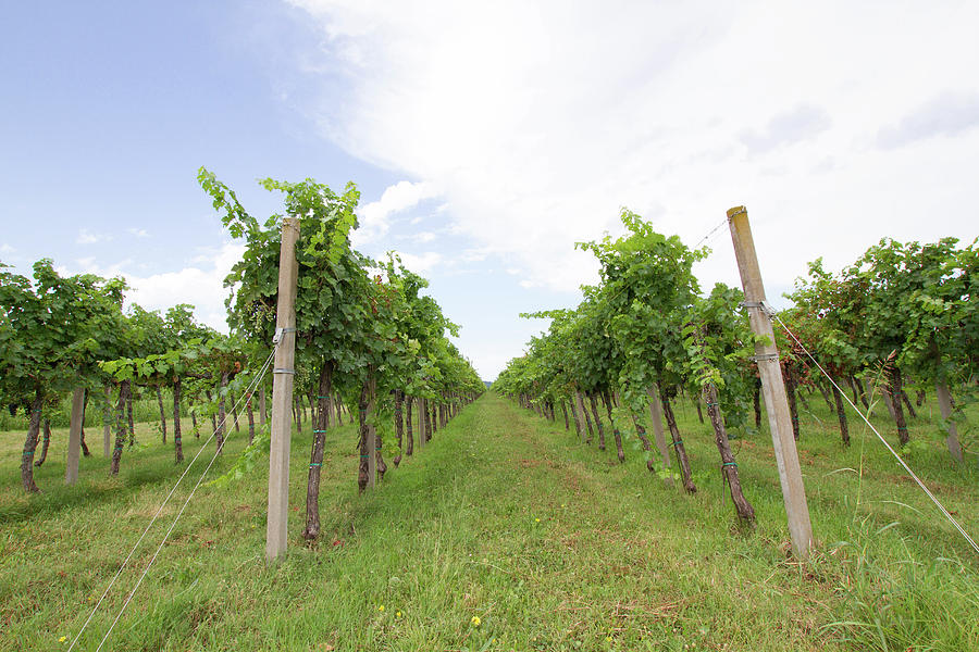 Wine grapes and wine plants isolated in front of the wine yard. Wine ...