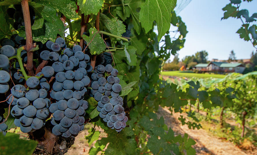 Wine Grapes Photograph by Gary Hughes