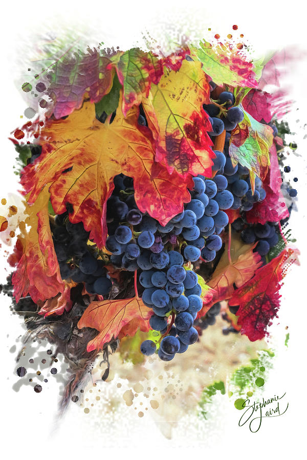 Wine Grapes Harvest Fall Autumn Colors Painterly Photograph by Stephanie Laird