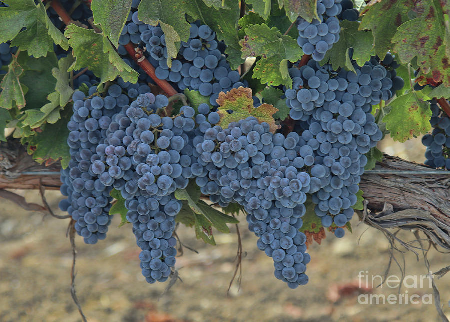 Wine Grapes on the Vine Vineyard Photograph by Stephanie Laird