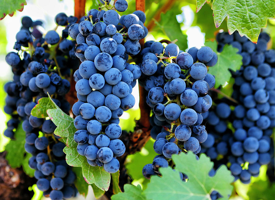 Wine Grapes Photograph by Paul Yenofsky - Fine Art America