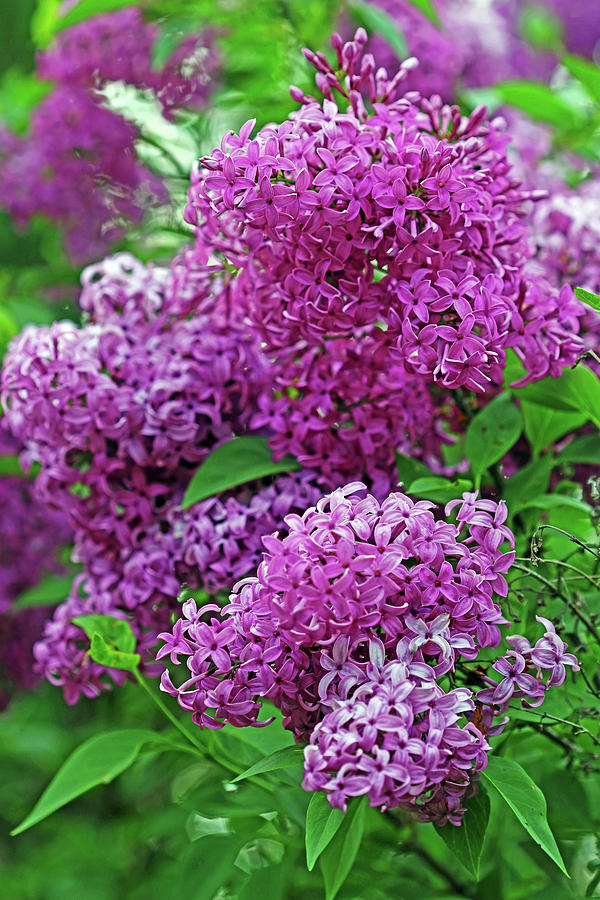 Wine Red Lilacs  Photograph by Debbie Oppermann