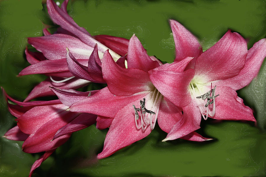 Wine-Red Lily Flowers Photograph by Mingming Jiang