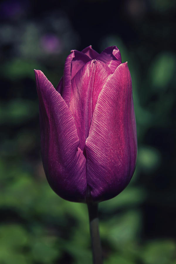 Wine Red Tulip Photograph by Maria Meester