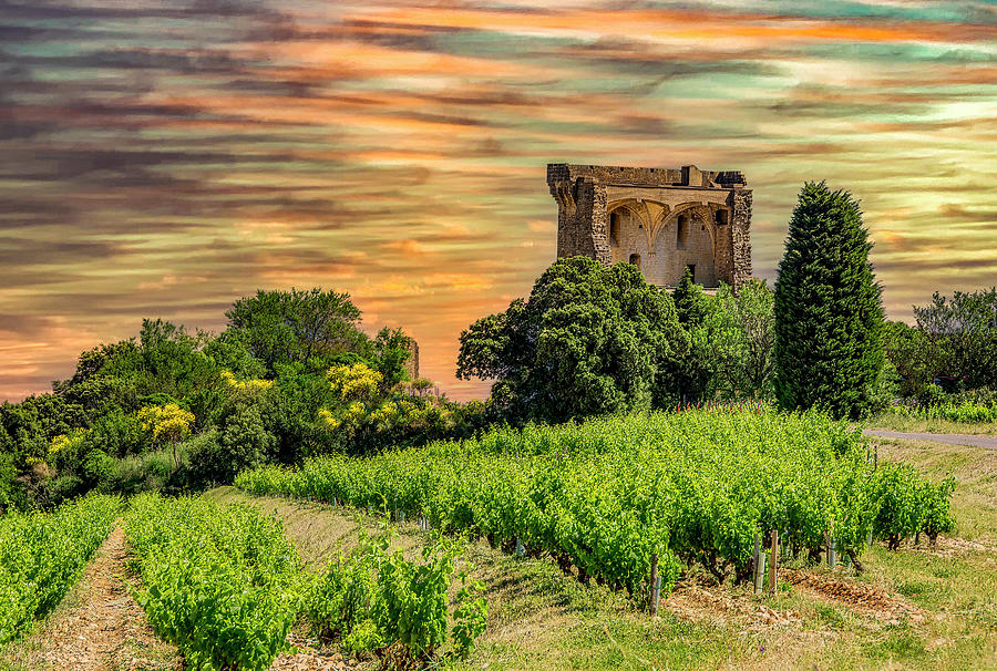 Wine Region of Southern France Photograph by Marcy Wielfaert