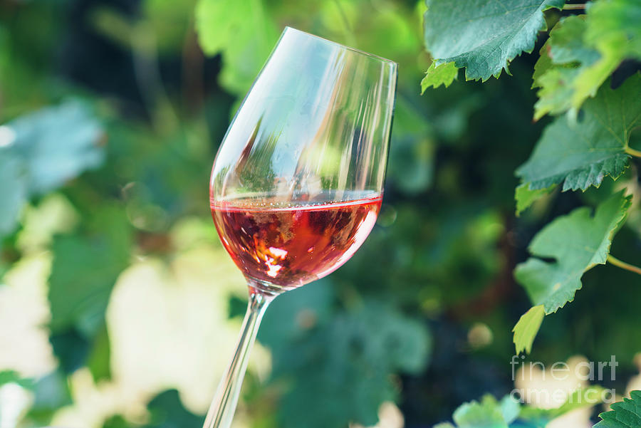 Wine tasting in outdoor winery.  Photograph by Jelena Jovanovic