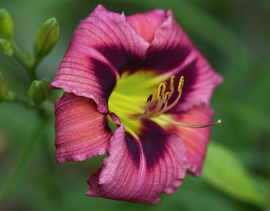Wine to Mauve Daylily Blossom  Photograph by Kathy Clark