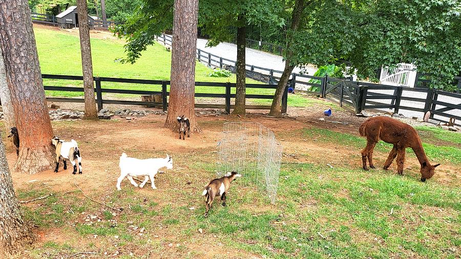 Winery Farm Animals Photograph by Michael VanPatten - Fine Art America