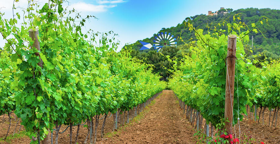 Winery landscape with lush leaves on vines Photograph by Alex Winter ...