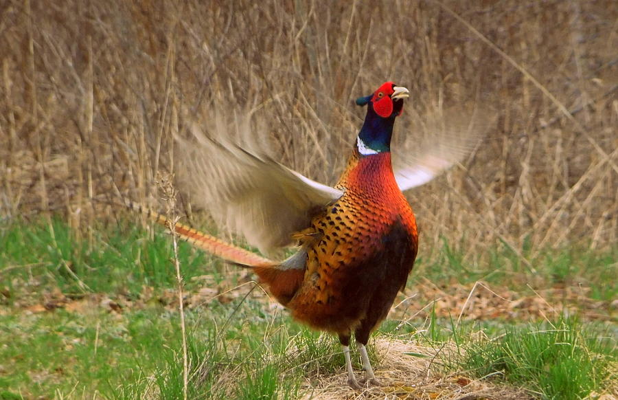 Pheasant Photograph - Wing flaps up by Karen Cook