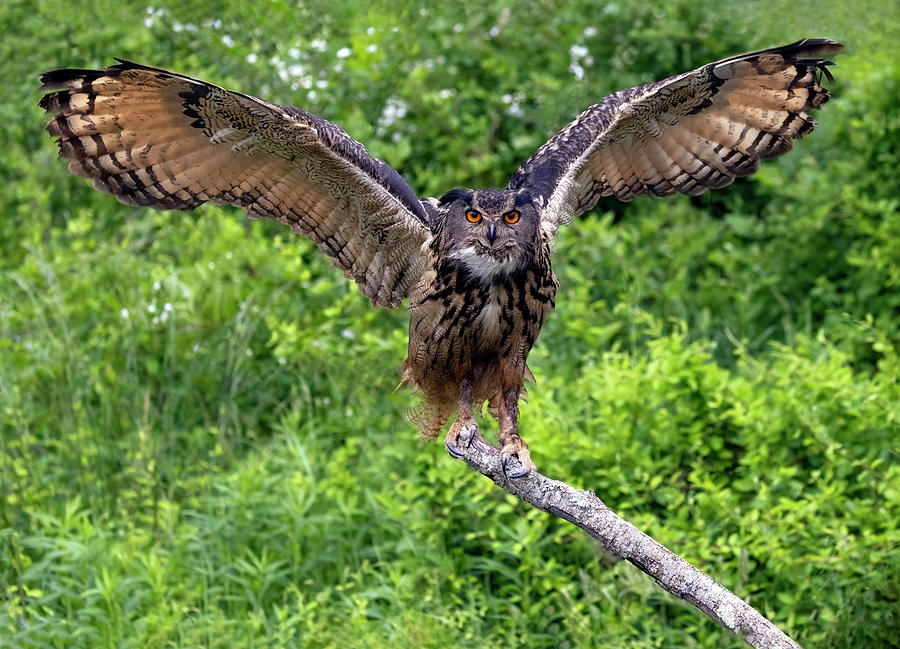 Wing Span Photograph by Art Cole