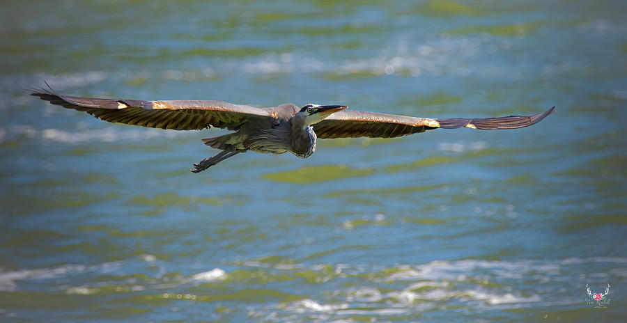 Wing Span Photograph by Pam Rendall