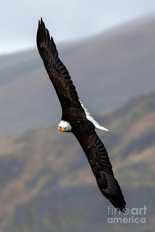 Eagle Photograph - Wing Tilt by Michael Dawson