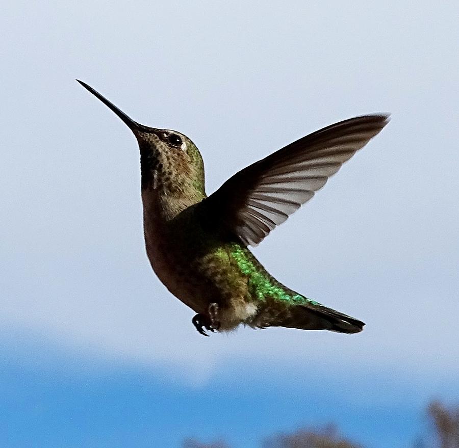 WingDings Photograph by Dale Furr - Fine Art America