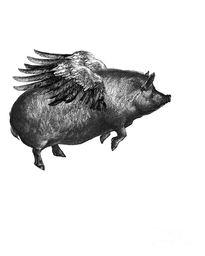 Pig Digital Art - Winged pig in black and white by Madame Memento