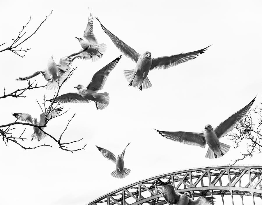 Winged Seagulls Photograph by Cate Franklyn