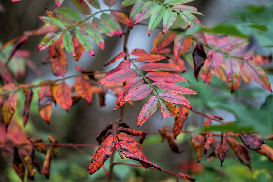 Winged Sumac in Fall Colors Photograph by Kathy Clark