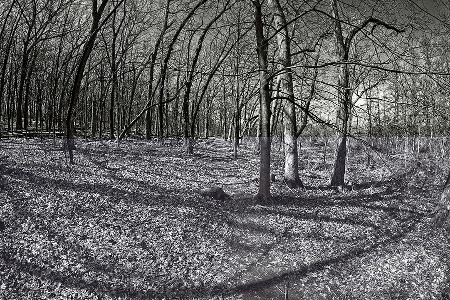 Madison Photograph - Wingra Woods, UW Arboretum, Madison, WI by Steven Ralser