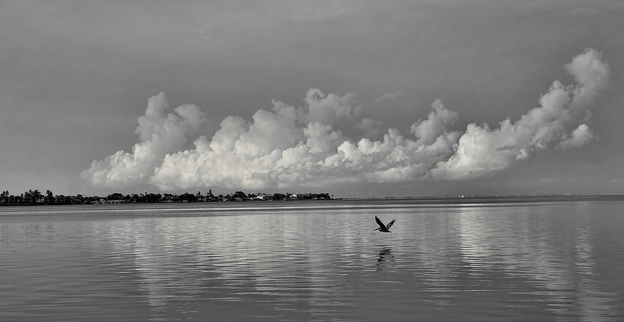 Wings Across The Bay Photograph by HH Photography of Florida