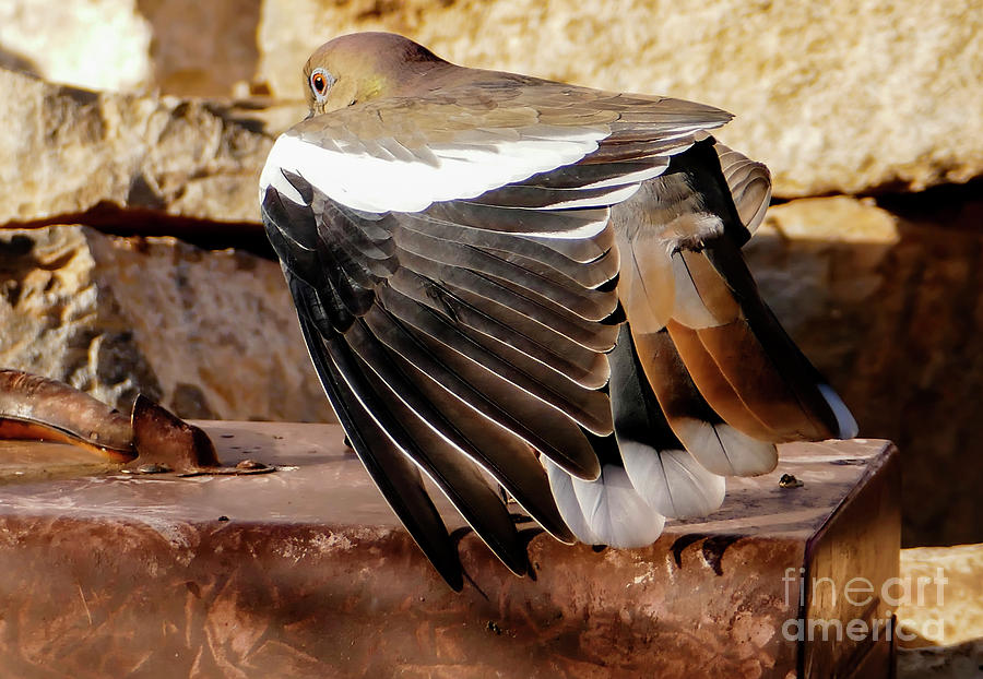 Wings and Tail Feathers of a Dove Photograph by Sandra Js