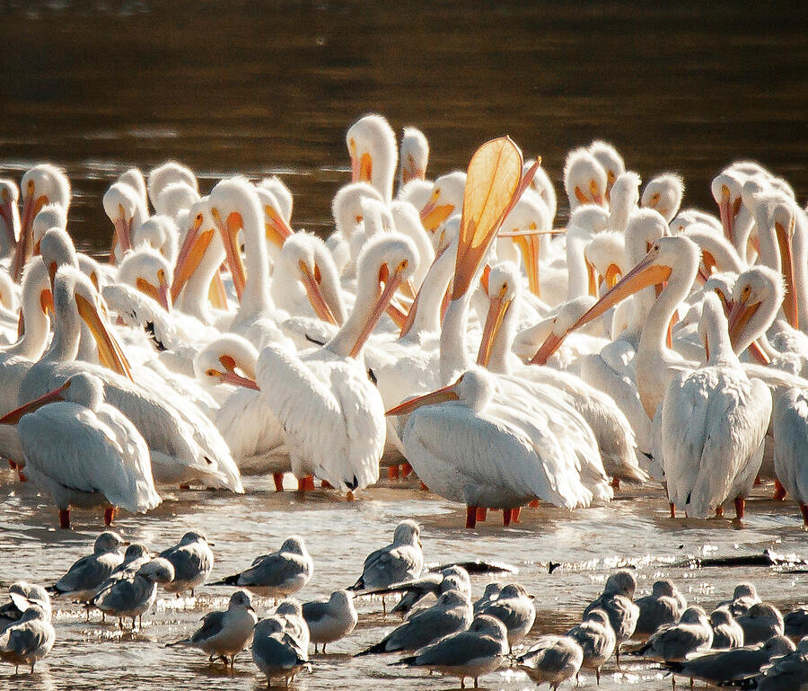 Wings and Waves A Pelicans Life by the Water Photograph by Lisa Arview Wings and Waves A Pelicans Life by the Water Photograph by Lisa Arview
