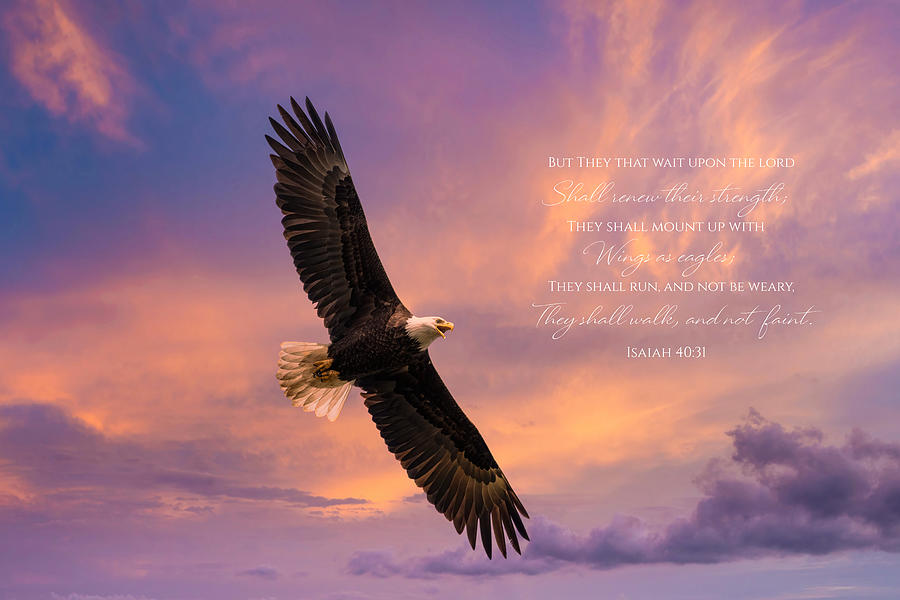 Wings as Eagles Photograph by Lynn Hopwood