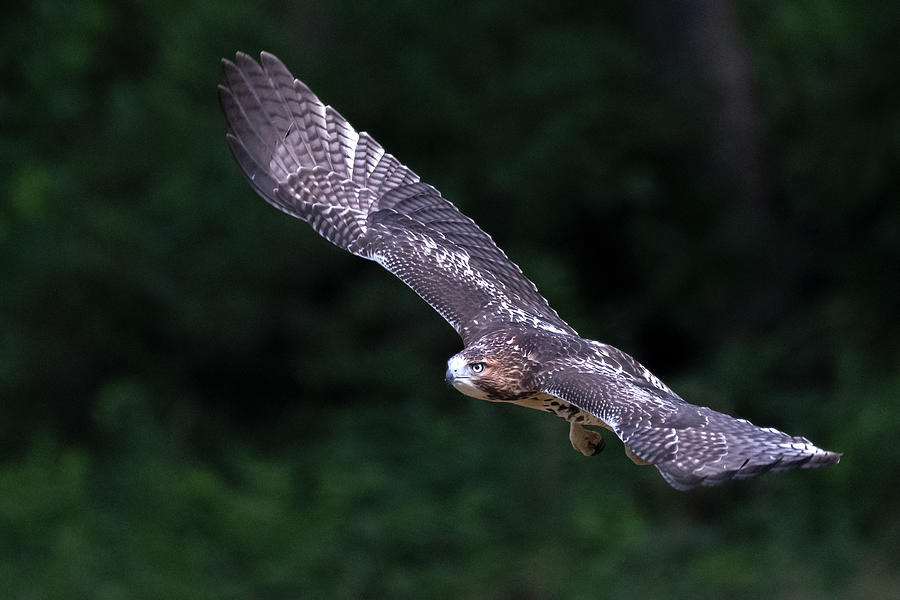 Wings Photograph by Bill Wakeley - Fine Art America