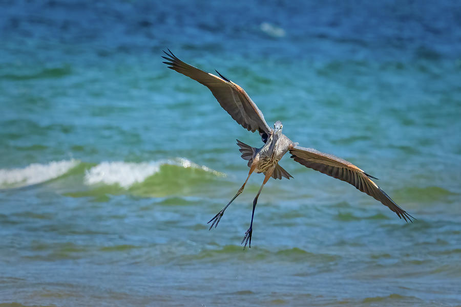 Wings Down Photograph by David Heilman | Pixels