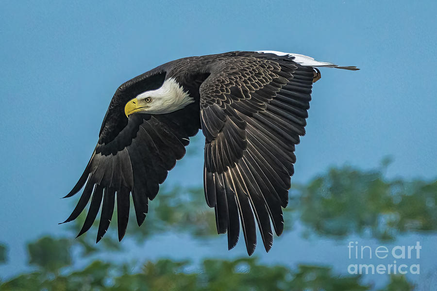 Eagle Photograph - Wings Down Eagle by Tom Claud