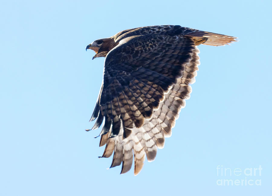 Wings Down Red-tailed Hawk Photograph