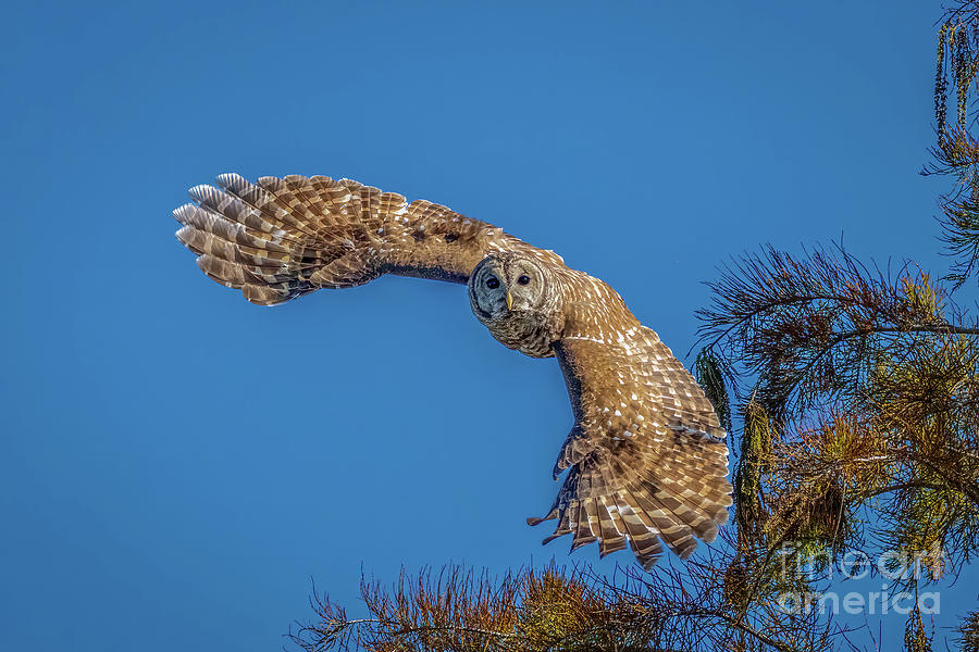 Wings Forward Owl Photograph by Tom Claud