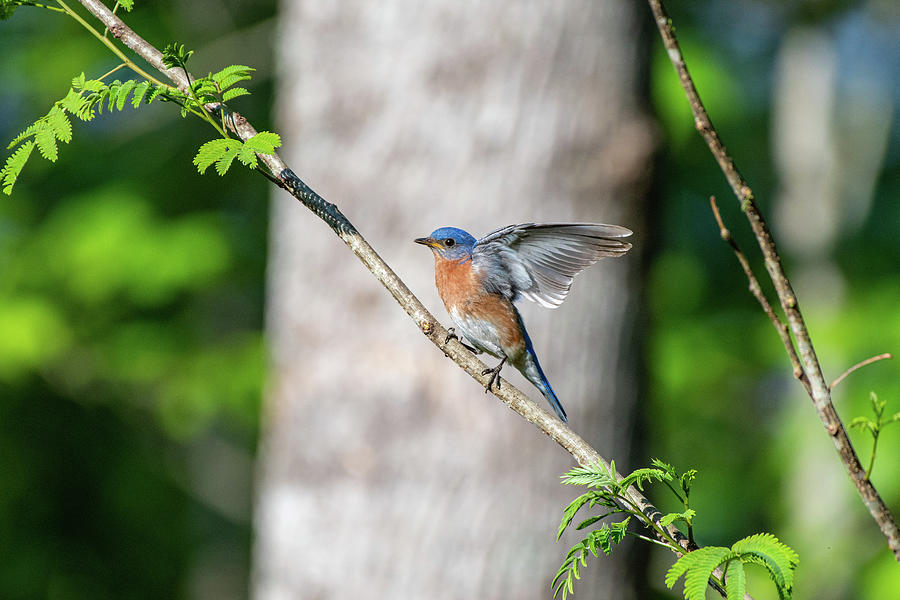 Wings of a Bluebird Photograph by Robert J Wagner