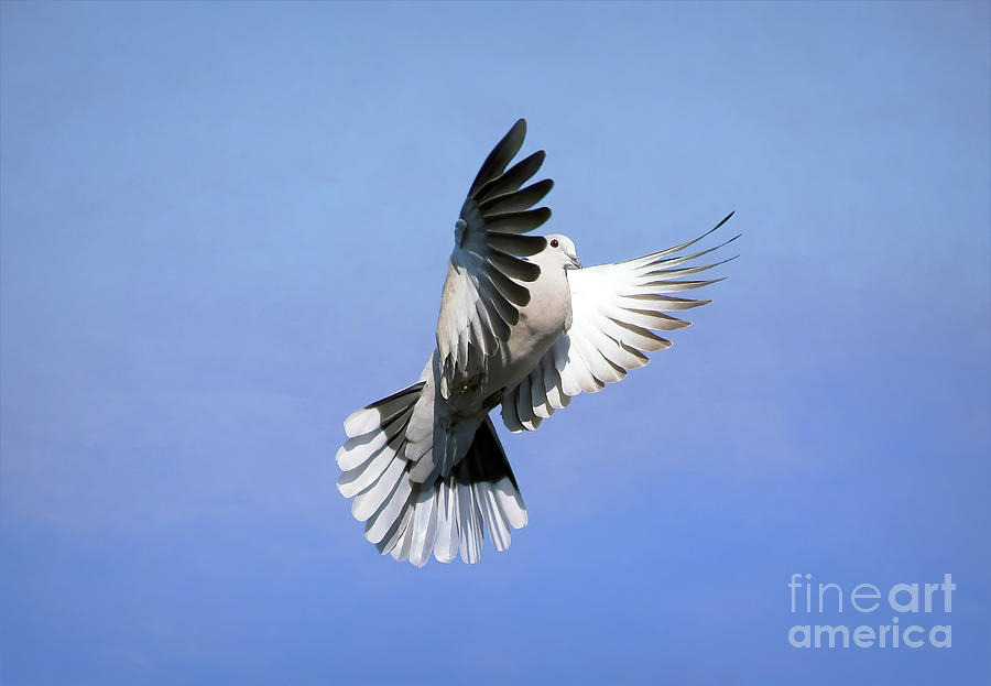Wings of a Dove  Photograph by Kerri Farley