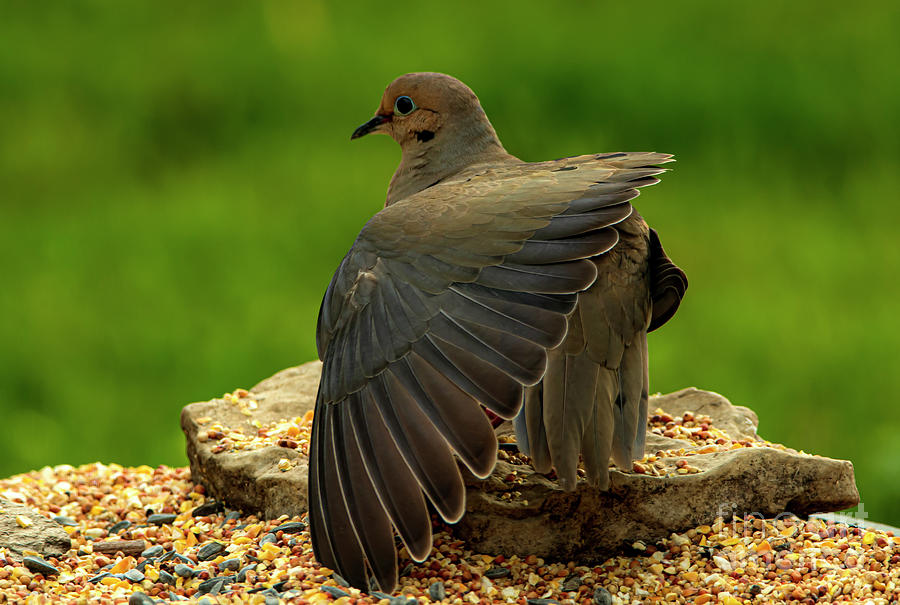 Wings of a Morning Dove Photograph by Sandra Js