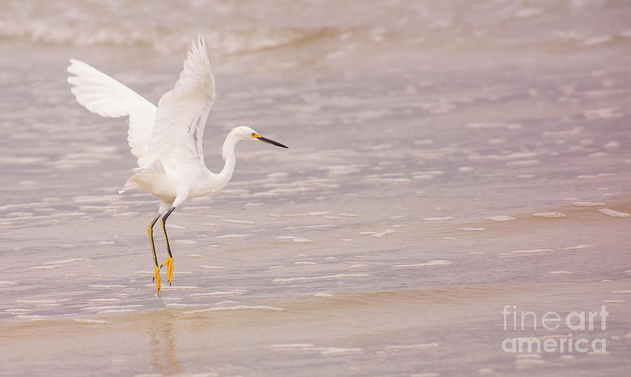 Wings of a Snowy Egret Photograph by Alana Ranney