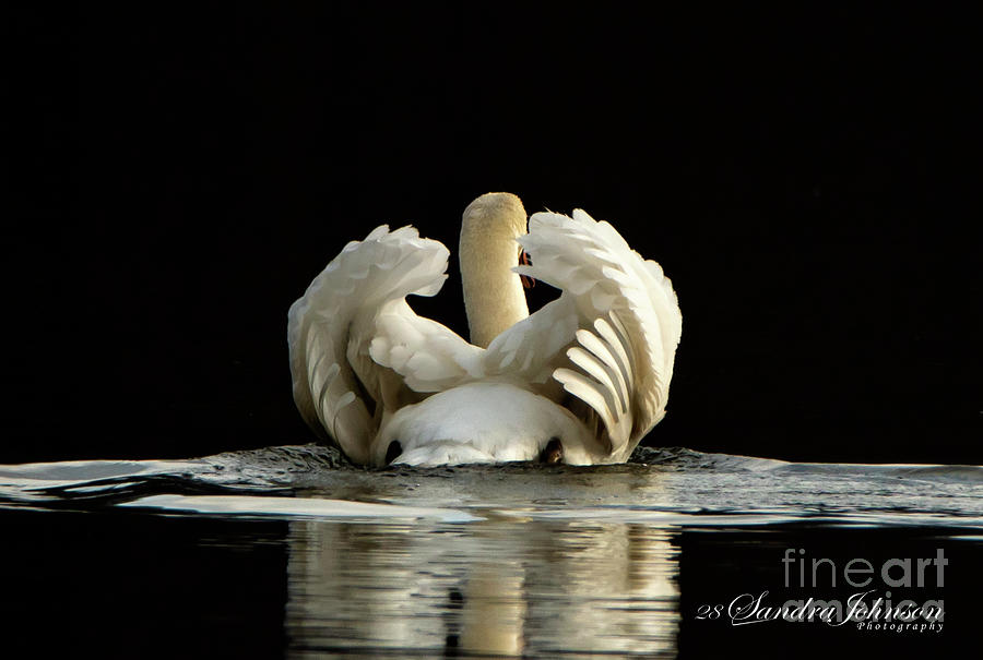 Wings of a Swan Photograph by Sandra Js