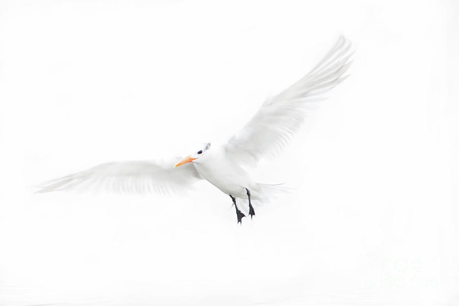 Wings of a Tern  Photograph by Ruth Jolly