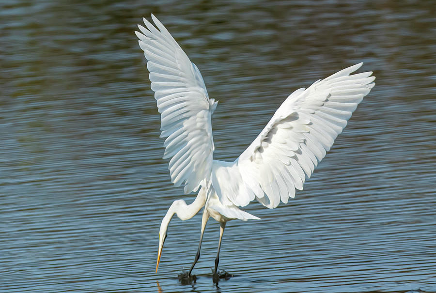 Wings of a White Egret Photograph by Sandra Js