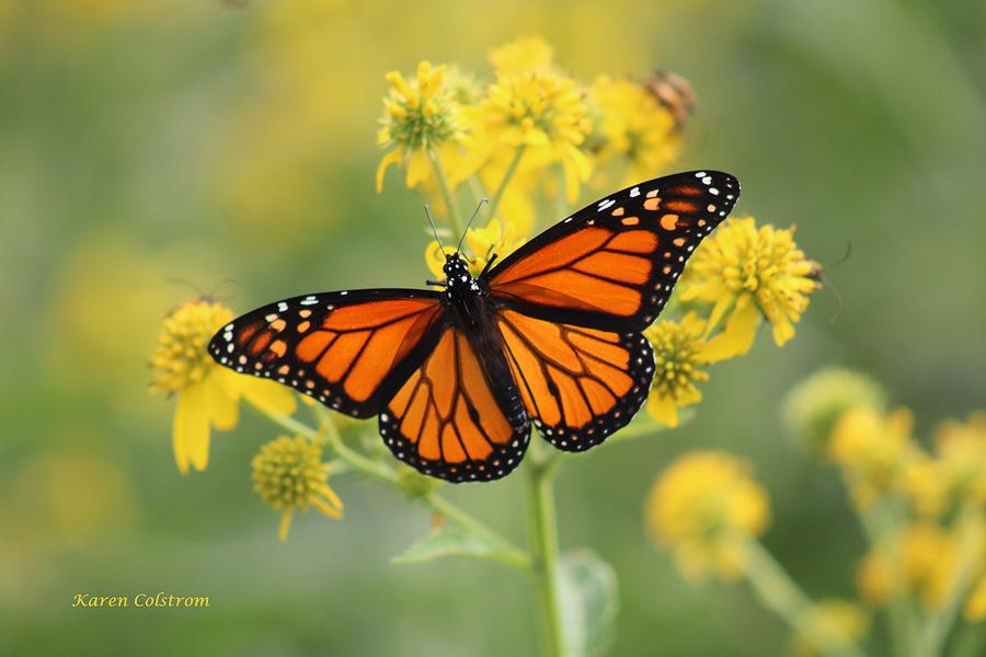 Wings of Beauty Photograph by Karen Colstrom - Fine Art America