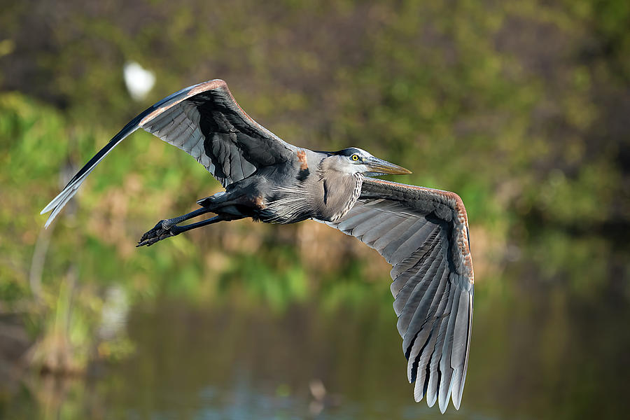 Heron Photograph - Wings Of Nature by Matthew Lerman