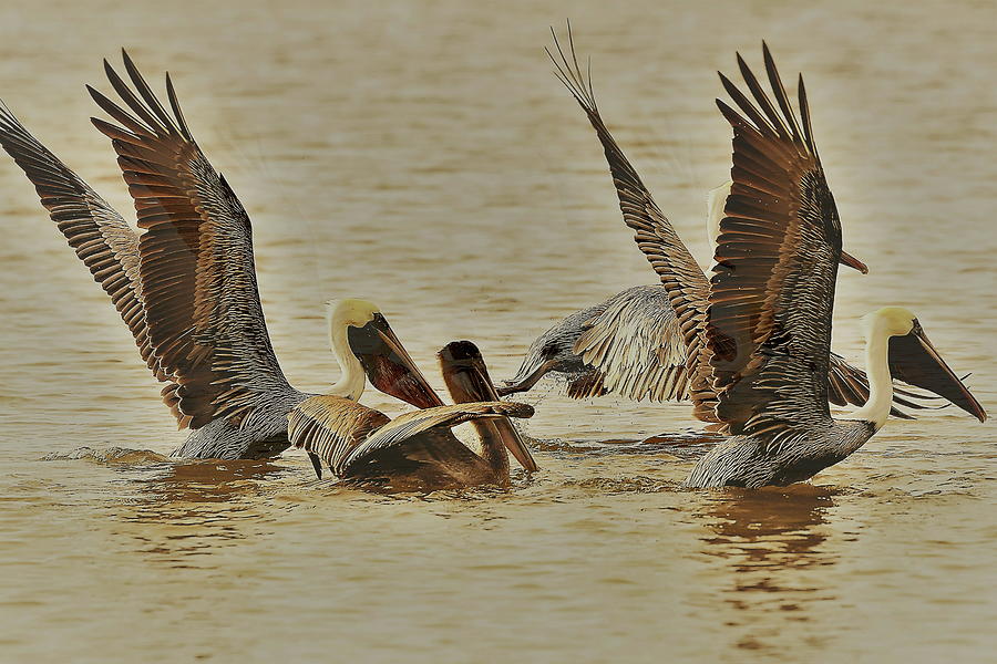 Wings of Pelicans Photograph by Mingming Jiang